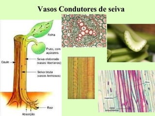 Vasos Condutores de seiva
 
