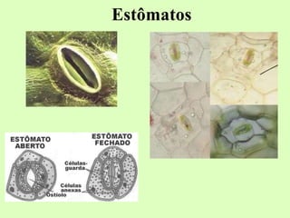 Estômatos
 