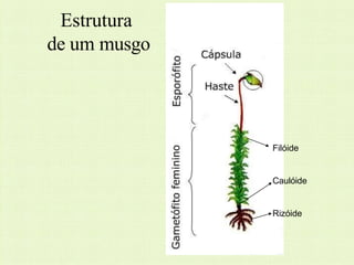 Estrutura
de um musgo
Filóide
Caulóide
Rizóide
 
