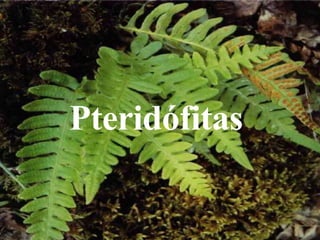 Pteridófitas
 