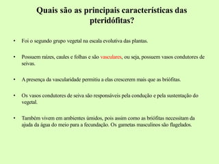 Quais são as principais características das
pteridófitas?
• Foi o segundo grupo vegetal na escala evolutiva das plantas.
• Possuem raízes, caules e folhas e são vasculares, ou seja, possuem vasos condutores de
seivas.
• A presença da vascularidade permitiu a elas crescerem mais que as briófitas.
• Os vasos condutores de seiva são responsáveis pela condução e pela sustentação do
vegetal.
• Também vivem em ambientes úmidos, pois assim como as briófitas necessitam da
ajuda da água do meio para a fecundação. Os gametas masculinos são flagelados.
 