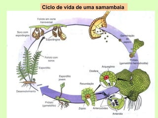 Ciclo de vida de uma samambaia
 