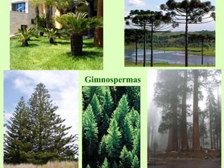 Gimnospermas
 