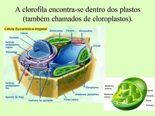 A clorofila encontra-se dentro dos plastos
(também chamados de cloroplastos).
 