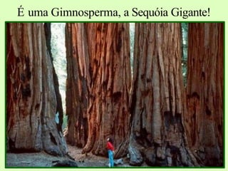 É uma Gimnosperma, a Sequóia Gigante!
 