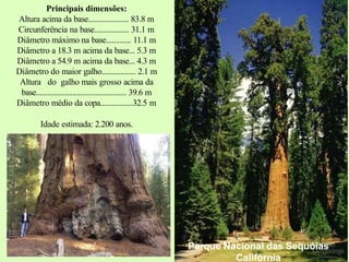 Parque Nacional das Sequóias
Califórnia
Principais dimensões:
Altura acima da base..................... 83.8 m
Circunferência na base.................. 31.1 m
Diâmetro máximo na base............. 11.1 m
Diâmetro a 18.3 m acima da base... 5.3 m
Diâmetro a 54.9 m acima da base... 4.3 m
Diâmetro do maior galho.................. 2.1 m
Altura do galho mais grosso acima da
base............................................... 39.6 m
Diâmetro médio da copa.................32.5 m
Idade estimada: 2.200 anos.
 