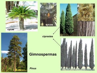 cycas
ciprestes
Gimnospermas
Pinus
cycas
 