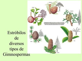 Estróbilos
de
diversos
tipos de
Gimnospermas
 