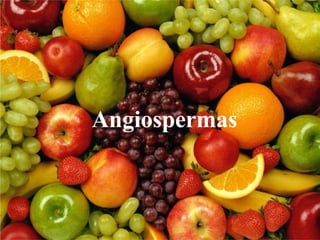 Angiospermas
 