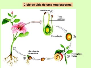 Ciclo de vida de uma Angiosperma
Polinização
Fecundação
Formação de
Frutos
Germinação
da semente
 