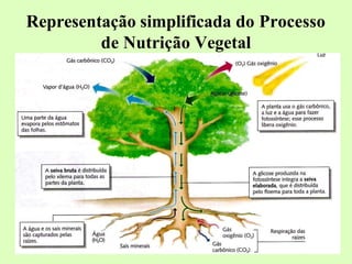 Representação simplificada do Processo
de Nutrição Vegetal
 