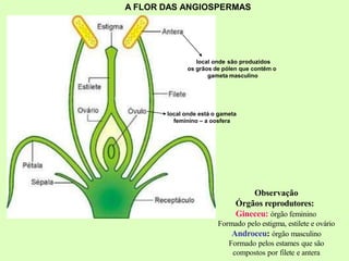 Observação
Órgãos reprodutores:
Gineceu: órgão feminino
Formado pelo estigma, estilete e ovário
Androceu: órgão masculino
Formado pelos estames que são
compostos por filete e antera
local onde são produzidos
os grãos de pólen que contêm o
gameta masculino
local onde está o gameta
feminino – a oosfera
A FLOR DAS ANGIOSPERMAS
 
