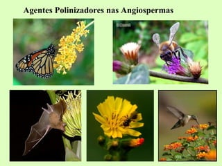 Agentes Polinizadores nas Angiospermas
 