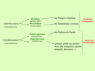 Briófitas
(AVASCULARES)
Pteridófitas
(VASCULARES)
Gimnospermas
(SEM FRUTOS)
Angiospermas
(COM FRUTOS)
ex: Musgos e hepáticas
ex: Samambaias e avencas
ex: Pinheiro do Paraná
qualquer planta que produz
fruto (ex: mangueira, cajueiro,
laranjeira, abacateiro...)
CRIPTÓGAMAS
(SEM SEMENTES)
FANERÓGAMAS
(COM SEMENTES)
VEGETAIS
INFERIORES
VEGETAIS
SUPERIORES
 