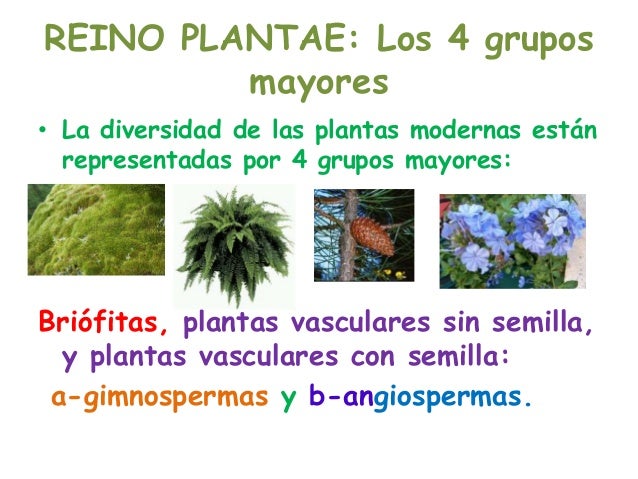 Reino plantae, 4 grupos mayores Reino plantae, 4 grupos mayores