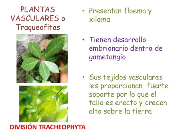 Reino plantae, 4 grupos mayores Reino plantae, 4 grupos mayores