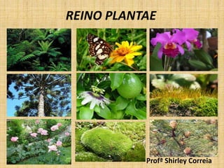 REINO PLANTAE 
Profª Shirley Correia 
 