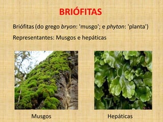 BRIÓFITAS 
Briófitas (do grego bryon: 'musgo'; e phyton: 'planta') 
Representantes: Musgos e hepáticas 
Musgos Hepáticas 
 