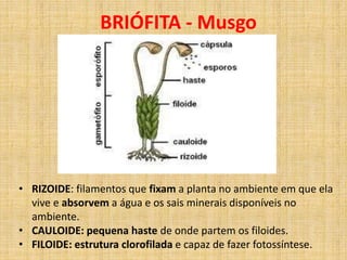 BRIÓFITA - Musgo 
• RIZOIDE: filamentos que fixam a planta no ambiente em que ela 
vive e absorvem a água e os sais minerais disponíveis no 
ambiente. 
• CAULOIDE: pequena haste de onde partem os filoides. 
• FILOIDE: estrutura clorofilada e capaz de fazer fotossíntese. 
 