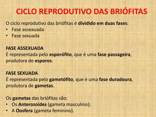 CICLO REPRODUTIVO DAS BRIÓFITAS 
O ciclo reprodutivo das briófitas é dividido em duas fases: 
• Fase assexuada 
• Fase sexuada 
FASE ASSEXUADA 
É representada pelo esporófito, que é uma fase passageira, 
produtora de esporos. 
FASE SEXUADA 
É representada pelo gametófito, que é uma fase duradoura, 
produtora de gametas. 
Os gametas das briófitas são: 
• Os Anterozoides (gameta masculino); 
• A Oosfera (gameta feminino). 
 