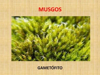 MUSGOS 
GAMETÓFITO 
 