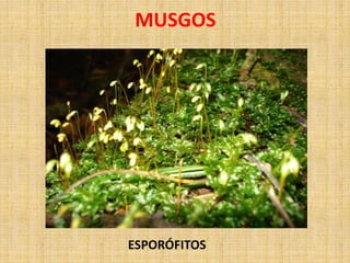 MUSGOS 
ESPORÓFITOS 
 
