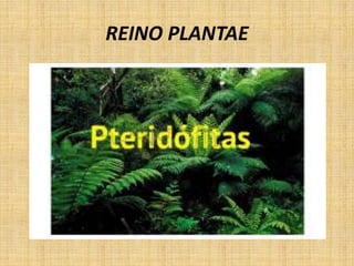 REINO PLANTAE 
 