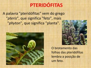 PTERIDÓFITAS 
A palavra "pteridófitas" vem do grego 
"pteris", que significa "feto", mais 
"phyton", que significa "planta". 
O brotamento das 
folhas das pteridófitas 
lembra a posição de 
um feto. 
 