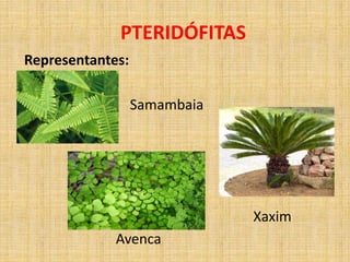 PTERIDÓFITAS 
Representantes: 
Samambaia 
Xaxim 
Avenca 
 