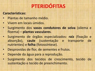 PTERIDÓFITAS 
Características: 
• Plantas de tamanho médio. 
• Vivem em locais úmidos. 
• Surgimento dos vasos condutores de seiva (xilema e 
floema) – plantas vasculares. 
• Surgimento de órgãos especializados: raiz (fixação e 
absorção), caule (sustentação e transporte de 
nutrientes) e folha (fotossíntese). 
• Desprovidas de flor, de sementes e frutos. 
• Depende da água para a reprodução. 
• Surgimento dos tecidos de crescimento, tecido de 
sustentação e tecido de preenchimento. 
 