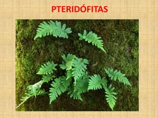 PTERIDÓFITAS 
 