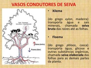 VASOS CONDUTORES DE SEIVA 
• Xilema 
(do grego xylon, madeira): 
transporta água e sais 
minerais, chamada seiva 
bruta das raízes até as folhas. 
• Floema 
(do grego phloos, casca): 
transporta água, glicose e 
outras substâncias orgânicas, 
chamada seiva elaborada das 
folhas para as demais partes 
da planta. 
 
