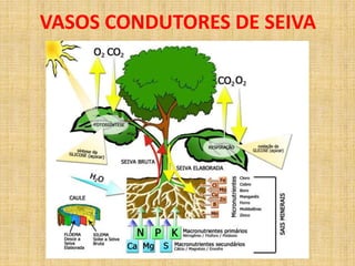 VASOS CONDUTORES DE SEIVA 
 