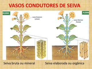 VASOS CONDUTORES DE SEIVA 
Seiva bruta ou mineral Seiva elaborada ou orgânica 
 