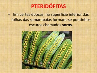 PTERIDÓFITAS 
• Em certas épocas, na superfície inferior das 
folhas das samambaias formam-se pontinhos 
escuros chamados soros. 
 