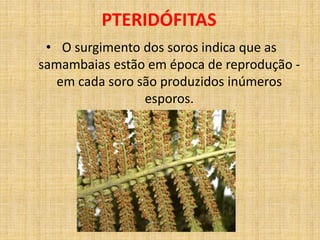 PTERIDÓFITAS 
• O surgimento dos soros indica que as 
samambaias estão em época de reprodução - 
em cada soro são produzidos inúmeros 
esporos. 
 