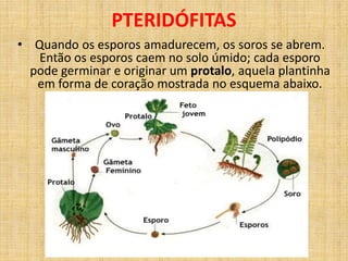 PTERIDÓFITAS 
• Quando os esporos amadurecem, os soros se abrem. 
Então os esporos caem no solo úmido; cada esporo 
pode germinar e originar um protalo, aquela plantinha 
em forma de coração mostrada no esquema abaixo. 
 