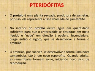 PTERIDÓFITAS 
• O protalo é uma planta sexuada, produtora de gametas; 
por isso, ele representa a fase chamada de gametófito. 
• No interior do protalo existe água em quantidade 
suficiente para que o anterozoide se desloque em meio 
líquido e "nade" em direção à oosfera, fecundada-a. 
Surge então o zigoto, que se desenvolve e forma o 
embrião. 
• O embrião, por sua vez, se desenvolve e forma uma nova 
samambaia, isto é, um novo esporófito. Quando adulta, 
as samambaias formam soros, iniciando novo ciclo de 
reprodução. 
 