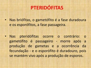 PTERIDÓFITAS 
• Nas briófitas, o gametófito é a fase duradoura 
e os esporófitos, a fase passageira. 
• Nas pteridófitas ocorre o contrário: o 
gametófito é passageiro - morre após a 
produção de gametas e a ocorrência da 
fecundação - e o esporófito é duradouro, pois 
se mantém vivo após a produção de esporos. 
 