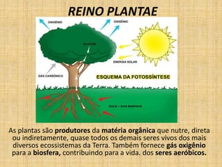 REINO PLANTAE 
As plantas são produtores da matéria orgânica que nutre, direta 
ou indiretamente, quase todos os demais se...