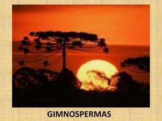 GIMNOSPERMAS 
 