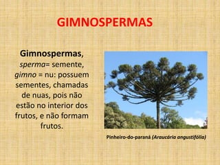 GIMNOSPERMAS 
Gimnospermas, 
sperma= semente, 
gimno = nu: possuem 
sementes, chamadas 
de nuas, pois não 
estão no interior dos 
frutos, e não formam 
frutos. 
Pinheiro-do-paraná (Araucária angustifólia) 
 