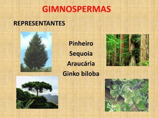 GIMNOSPERMAS 
REPRESENTANTES 
Pinheiro 
Sequoia 
Araucária 
Ginko biloba 
 