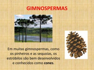 GIMNOSPERMAS 
Em muitas gimnospermas, como 
os pinheiros e as sequoias, os 
estróbilos são bem desenvolvidos 
e conhecidos como cones. 
 