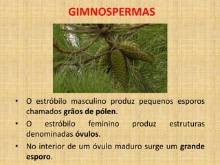 GIMNOSPERMAS 
• O estróbilo masculino produz pequenos esporos 
chamados grãos de pólen. 
• O estróbilo feminino produz estruturas 
denominadas óvulos. 
• No interior de um óvulo maduro surge um grande 
esporo. 
 