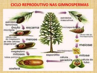 CICLO REPRODUTIVO NAS GIMNOSPERMAS 
 