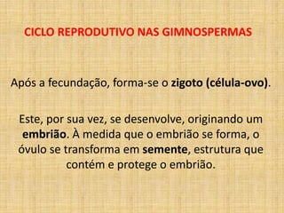 CICLO REPRODUTIVO NAS GIMNOSPERMAS 
Após a fecundação, forma-se o zigoto (célula-ovo). 
Este, por sua vez, se desenvolve, originando um 
embrião. À medida que o embrião se forma, o 
óvulo se transforma em semente, estrutura que 
contém e protege o embrião. 
 