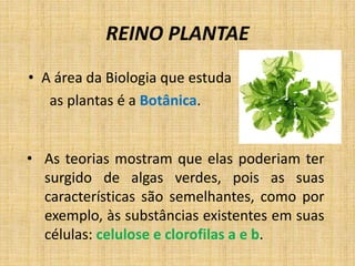 REINO PLANTAE 
• A área da Biologia que estuda 
as plantas é a Botânica. 
• As teorias mostram que elas poderiam ter 
surgido de algas verdes, pois as suas 
características são semelhantes, como por 
exemplo, às substâncias existentes em suas 
células: celulose e clorofilas a e b. 
 