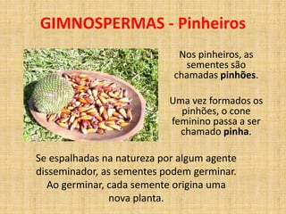 GIMNOSPERMAS - Pinheiros 
Nos pinheiros, as 
sementes são 
chamadas pinhões. 
Uma vez formados os 
pinhões, o cone 
feminino passa a ser 
chamado pinha. 
Se espalhadas na natureza por algum agente 
disseminador, as sementes podem germinar. 
Ao germinar, cada semente origina uma 
nova planta. 
 