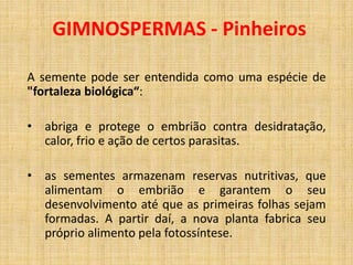 GIMNOSPERMAS - Pinheiros 
A semente pode ser entendida como uma espécie de 
"fortaleza biológica“: 
• abriga e protege o embrião contra desidratação, 
calor, frio e ação de certos parasitas. 
• as sementes armazenam reservas nutritivas, que 
alimentam o embrião e garantem o seu 
desenvolvimento até que as primeiras folhas sejam 
formadas. A partir daí, a nova planta fabrica seu 
próprio alimento pela fotossíntese. 
 